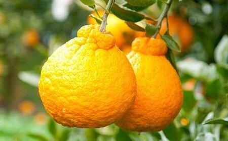 ご家庭向け！濃厚甘味「デコポン」　約5kg