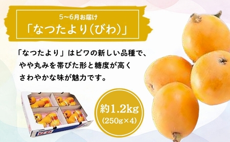 特産 フルーツ 定期便（年6回） いちご びわ ピオーネ シャインマスカット 柿 キウイ ぶどう 香川 6 季節 旬