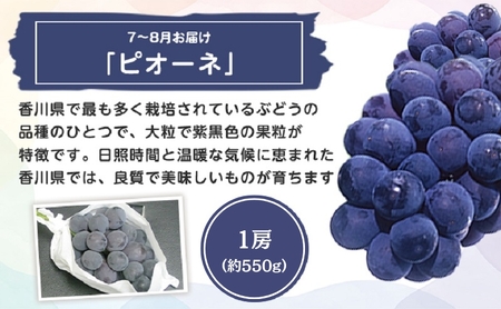 特産 フルーツ 定期便（年6回） いちご びわ ピオーネ シャインマスカット 柿 キウイ ぶどう 香川 6 季節 旬