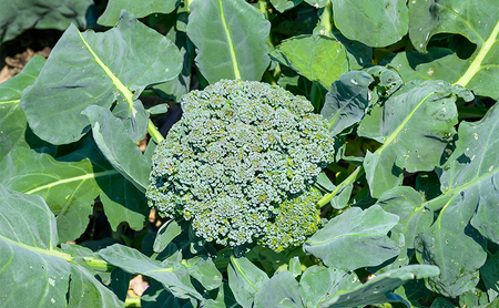 ブロッコリー 約2.5kg (6株前後) 野菜