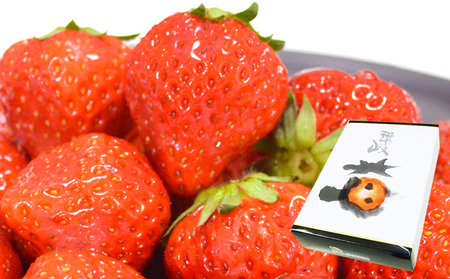 【1月から順次発送】さぬきひめ苺（化粧箱入り） 果物類 いちご イチゴ 