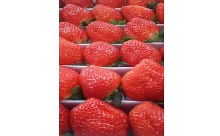 【1月~順次発送】さぬきひめ苺 つる付き約1kg 果物類 いちご イチゴ
