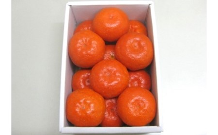 温室 小原紅 早生 みかん 約1.2kg 化粧箱