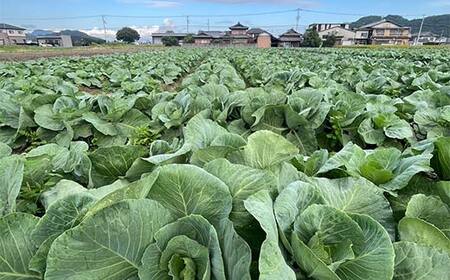 【先行予約2025年11月～2026年6月頃お届け】播本農園のキャベツ 10kg キャベツ 甘い 野菜 サラダ 食品 四国 F5J-900