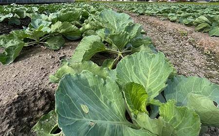 【先行予約2025年11月～2026年6月頃お届け】播本農園のキャベツ 10kg キャベツ 甘い 野菜 サラダ 食品 四国 F5J-900