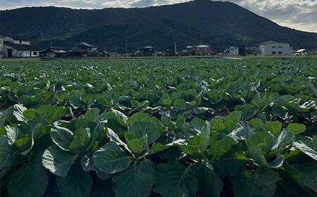 【先行予約2025年11月～2026年6月頃お届け】播本農園のキャベツ 10kg キャベツ 甘い 野菜 サラダ 食品 四国 F5J-900