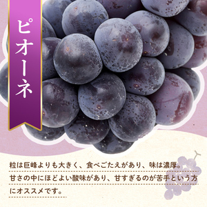 【フルーツ定期便 2回】 《ピオーネからスタート》 Aセット ピオーネ 約1.2kg さぬきゴールド 約2.7kg ぶどう キウイ キウイフルーツ 旬 果物 国産 香川県 フルーツ定期便 F5J-779