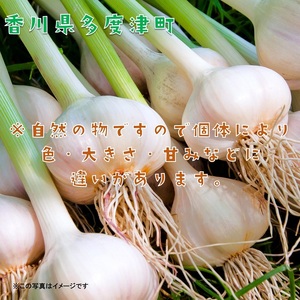 多度津町産　生にんにく（予約受付中！令和8年5月上旬頃から発送）【B-22】