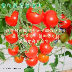 ミニトマト　約３kg【B-23】