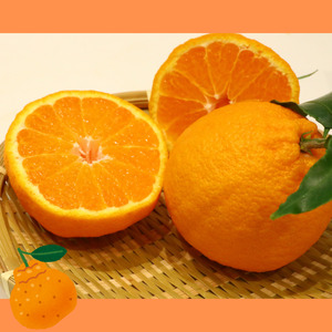 【予約受付中！令和8年3月上旬頃より発送！】不知火（デコポン）2.7kg【A-116】