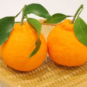 ハウス不知火（デコポン） 2.7kg【予約受付中！令和8年1月上旬頃より発送！】【A-115】