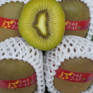 さぬきゴールド キウイフルーツ 1.2kg化粧箱入り【予約受付中!令和7年10月中旬頃より発送!】【A-113】