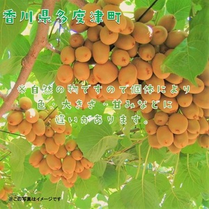 香川県オリジナルキウイフルーツ「さぬきキウイっこ®」1.3kg【予約受付中！令和8年11月上旬頃から発送】【A-46】