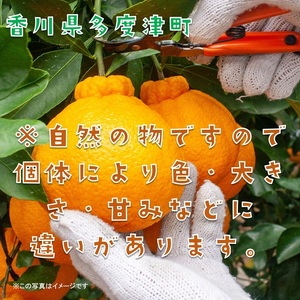 不知火(デコポン)ハウス栽培 約3kg【予約受付中!令和7年12月下旬頃~】【B-32】