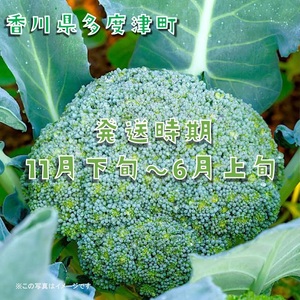 ブロッコリー約2.5kg サイズおまかせ【L-70】