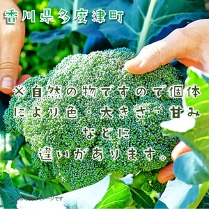 ブロッコリー約2.5kg サイズおまかせ【L-70】
