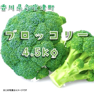 ブロッコリー　訳あり約4.5kg　サイズおまかせ【A-142】