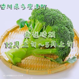 ブロッコリー　訳あり約4.5kg　サイズおまかせ【A-142】