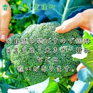 ブロッコリー　訳あり約4.5kg　サイズおまかせ【A-142】