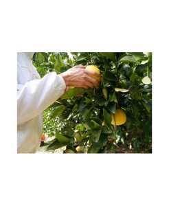 金陵 文旦酒 500ml 1本【L-7】