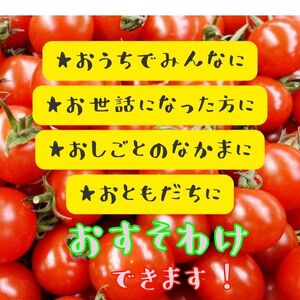 テイクファームの 「多度津おすそわけミニトマト」約1.4kg【令和5年11月頃から発送】【L-44】