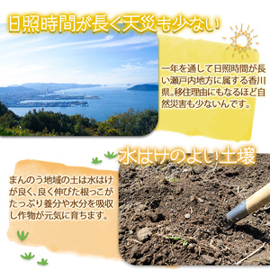 ＜期間限定！2024年10月上旬以降順次発送予定＞香川県産 温州みかん(約5kg/小玉) まんのう町 特産品 香川県 生もの 国産 果物 フルーツ みかん ミカン 柑橘 かんきつ 新鮮 【man078・man119】【Aglio nero】