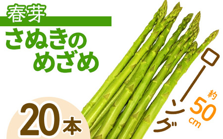 <先行予約!2026年2月下旬以降順次発送予定>春芽!ロング!約50cm! アスパラガス さぬきのめざめ (10本入) 香川県 国産 野菜 アスパラ 新鮮 冷蔵便 【man099】【Aglio nero】