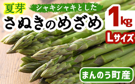 ＜先行予約！2026年6月上旬以降順次発送＞夏芽！太物(Lサイズ以上)さぬきのめざめ アスパラガス(約1kg・Lサイズ以上) 香川県 国産 野菜 アスパラ 新鮮 冷蔵便 【man084-B】【Aglio nero】