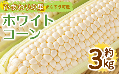 ＜先行予約！2026年6月上旬以降順次発送予定＞ホワイトコーン(約3kg/通常品) 香川県 国産 とうもろこし トウモロコシ 新鮮 冷蔵便 【man110・man111】【Aglio nero】