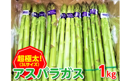 ＜先行予約！2026年2月下旬以降順次発送予定＞＜超極太＞アスパラガス(約1kg/3Lサイズ) 香川県 国産 野菜 アスパラ 新鮮 冷蔵便 希少 【man095】【Aglio nero】