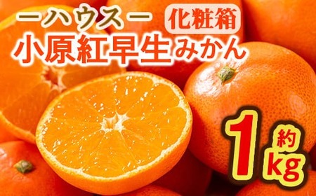 ＜先行予約！2026年6月下旬以降順次発送予定＞香川県産 ハウス小原紅早生みかん(約1kg/化粧箱) ミカン フルーツ 果物 柑橘 人気 【man072】【Aglio nero】