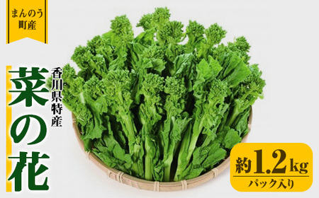 ＜期間限定！2025年12月中旬以降順次発送予定＞菜の花(約1.2kg/パック入り) 国産 野菜 菜の花 【man355】【Aglio nero】