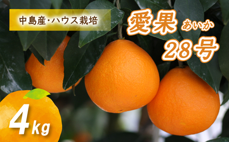 【12月から発送】 愛果28号 4kg あいか みかん 数量限定 みかん 愛媛県産 みかん 愛果28号 松山市 みかん 中島 みかん 愛果28号 みかん 蜜柑 愛果28号 ミカン みかん 旬 愛果28号 ハウス栽培 【贈答にもおすすめ】【NO0091】