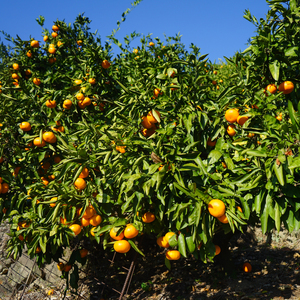 みかん 温州みかん 2kg 【NO0051】