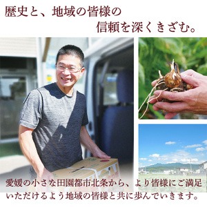 ★★★150箱限定★★★【11月下旬から発送】 紅まどんな ◯等級 Lから2L 約1.5kg | べにまどんな マドンナ 高級 柑橘 みかん 蜜柑 愛媛 松山 10000円 返礼品 甘い 大玉 みかん みかんランキング 【ID0011】