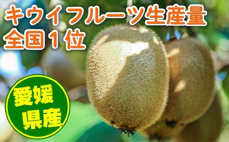 キウイ 2kg 愛媛県産 (12～13玉) 【2024年11月中旬～2024年12月上旬