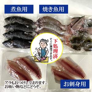 嶋矢水産】 瀬戸内の鮮魚 直送便 下処理済み 産地直送 20000円 台 四