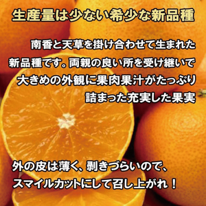 【12月中旬から発送】訳あり 家庭用 愛果28号 約2kg ( 訳あり あいか みかん 柑橘 松山 愛媛県 ) 人気おすすめ【VEG003】