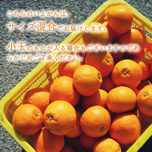 【1-3月下旬発送】 宮内いよかん 2kg | いよかん 伊予柑 柑橘 くだもの フルーツ 愛みかん 愛媛みかん ミカン フルーツ 果物 みかん 柑橘 甘いみかん【NO016】