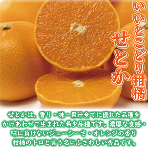 【せとか】訳あり 家庭用 約2㎏ | みかん 松山 愛媛県 【VEG0112】