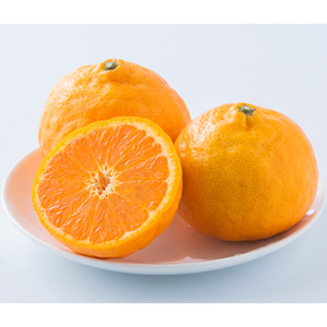 ★発送は4月中旬～★ カラマンダリン 5kg（MからLサイズ）【FA0412】