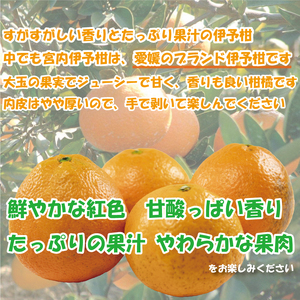 訳あり 宮内伊予柑 興居島産 約5kg 【2026年1月下旬から順次発送】 訳あり みかん 訳あり柑橘 訳あり商品 伊予柑 いよかん みかん 宮内いよかん 興居島産 柑橘 松山 愛媛県 【VEG0182】