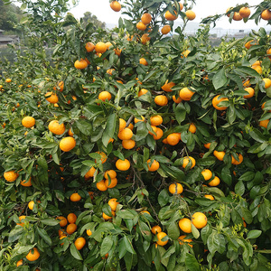 【2026年5月から発送】春 みかん カラマンダリン 家庭用 5kg｜みかん 蜜柑 旬 わけあり 訳あり 甘い 柑橘 果物 フルーツ 糖度 愛媛 松山【NM0131】