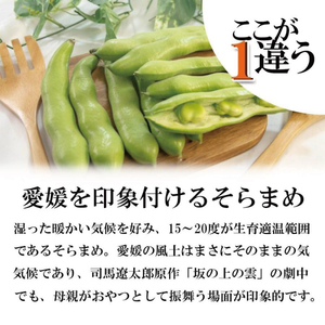 【2026年5月中旬頃から順次発送】   訳あり そら豆 約1.5kg ( 訳あり 野菜 ソラマメ そらまめ 旬の野菜 松山 愛媛県 )【VEG033】