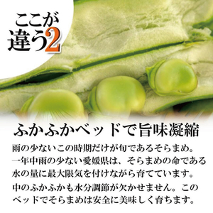 【2026年5月中旬頃から順次発送】   訳あり そら豆 約1.5kg ( 訳あり 野菜 ソラマメ そらまめ 旬の野菜 松山 愛媛県 )【VEG033】
