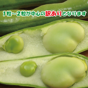 【2026年5月中旬頃から順次発送】   訳あり そら豆 約1.5kg ( 訳あり 野菜 ソラマメ そらまめ 旬の野菜 松山 愛媛県 )【VEG033】