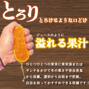 【愛媛県産】せとか 15個~18個入り ( サイズ：4L~3L ) ＜2月下旬～発送予定＞ 柑橘 みかん セトカ 果物 くだもの フルーツ おすすめ 高級 人気 お取り寄せ グルメ ギフト 期間限定 数量限定 ご当地 愛媛県 松山市【TKG011】 みかん せとか 優品せとか 愛媛県産せとか 松山市産せとか