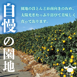 【愛媛県産】せとか 15個~18個入り ( サイズ：4L~3L ) ＜2月下旬～発送予定＞ 柑橘 みかん セトカ 果物 くだもの フルーツ おすすめ 高級 人気 お取り寄せ グルメ ギフト 期間限定 数量限定 ご当地 愛媛県 松山市【TKG011】 みかん せとか 優品せとか 愛媛県産せとか 松山市産せとか