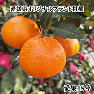 【2026年3月下旬から発送予定】 あいか 愛果48号 約 1.5kg 6玉 特選品 期間限定 愛媛県産 みかん 柑橘【FT100_x】