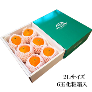 【2026年3月下旬から発送予定】 あいか 愛果48号 約 1.5kg 6玉 特選品 期間限定 愛媛県産 みかん 柑橘【FT100_x】